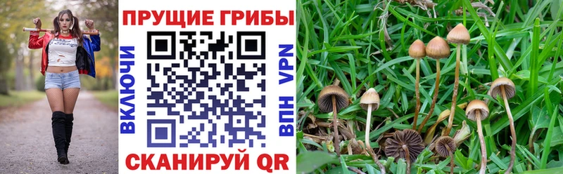 Галлюциногенные грибы мицелий  Богородск 